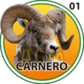 2024-10-29 09:00 1 Carnero