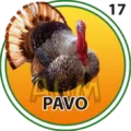 2024-10-29 13:00 17 Pavo