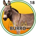 2024-07-26 10:00 18 Burro