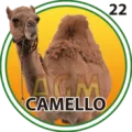 2024-10-28 18:00 22 Camello