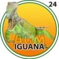2024-07-26 11:00 24 Iguana