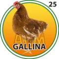 2024-07-26 16:00 25 Gallina