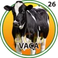 2024-11-20 13:00 26 Vaca