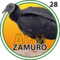 2024-11-20 09:00 28 Zamuro