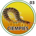 2024-10-29 18:00 3 Ciempiés