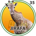 2024-10-29 11:00 35 Jirafa