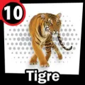 2024-09-06 12:00 10 Tigre