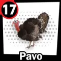 2024-09-07 16:00 17 Pavo