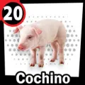 2024-09-06 16:00 20 Cochino