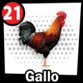 2024-09-07 13:00 21 Gallo