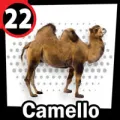 2024-09-06 15:00 22 Camello