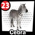 2024-07-26 11:00 23 Cebra