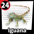 2024-07-26 10:00 24 Iguana