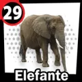 2024-07-26 13:00 29 Elefante