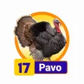 2024-11-20 11:00 17 Pavo