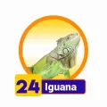 2024-11-20 09:00 24 Iguana