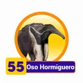 2025-01-21 15:00 55 Oso Hormiguero