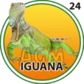 2024-09-27 16:30 24 Iguana