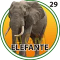 2024-09-27 11:30 29 Elefante