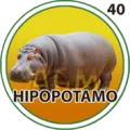 2024-11-20 09:30 40 Hipopótamo