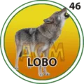 2024-09-26 20:30 46 Lobo