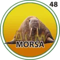 2024-11-20 20:30 48 Morsa