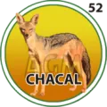 2024-11-20 11:30 52 Chacal