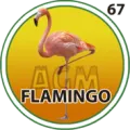 2024-07-26 16:30 67 Flamingo