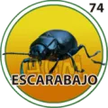 2024-07-26 13:30 74 Escarabajo