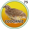 2024-09-26 18:30 75 Codorniz