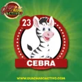 2024-11-20 13:00 23 Cebra