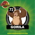 2024-11-20 09:00 72 Gorila