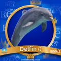 2024-07-26 16:30 0 Delfín