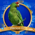 2024-09-06 10:30 7 Perico