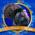 2024-11-20 14:30 17 Pavo