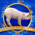 2024-09-06 16:30 20 Cochino