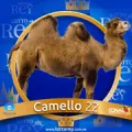 2024-09-07 09:30 22 Camello