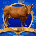 2024-11-20 13:30 26 Vaca