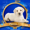 2024-07-26 15:30 27 Perro