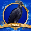 2024-09-07 08:30 28 Zamuro