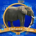 2024-09-06 13:30 29 Elefante