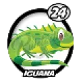 2024-06-16 09:00 24 Iguana