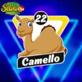2024-07-26 08:00 22 Camello
