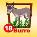 2024-11-20 15:00 18 Burro