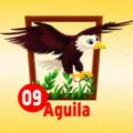 2024-09-06 09:00 9 águila